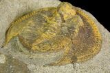 Inflated Declivolithus Trilobite - Morocco (Special Price) #138571-4